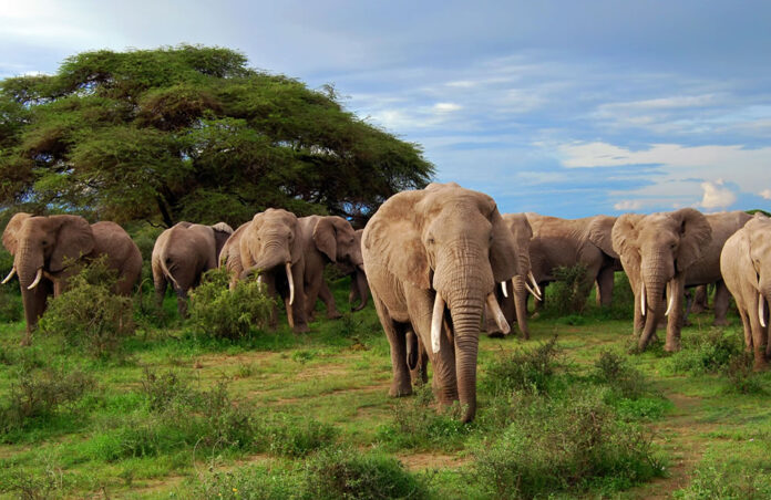 African Elephants