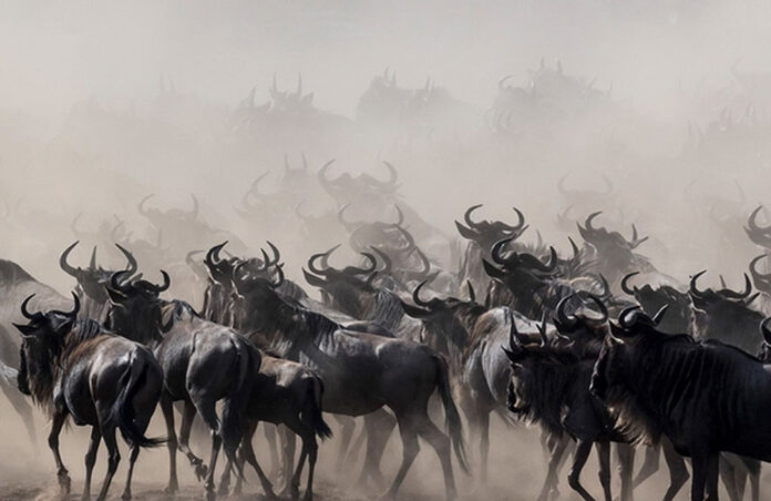 Wildebeests Migration