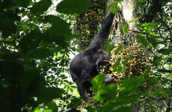 chimpanzee tracking